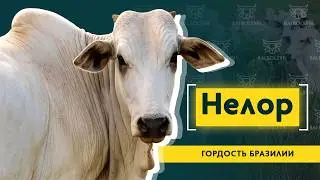 The Nelor is the most expensive breed in the world. History, maintenance, and characteristics