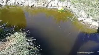 Вернём рыбок в озеро/в мире интересного