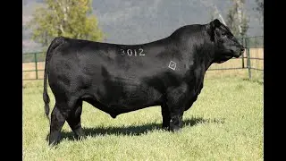Lot 9 - Montana Laramie 3012