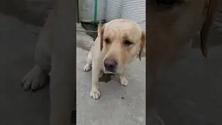 Cute labrador #dog shy ko SuSu! Karane Ka Tarika 🤣 #sourshy #shorts #minivlog #adorable #lovable #yt