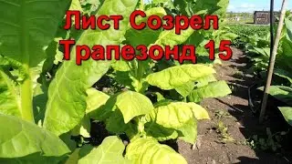 Созревание листа и первая ломка - сорт табака Трапезонд  - 15