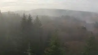 Misty Forest 6