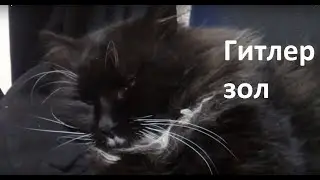 Кот Гитлер зол