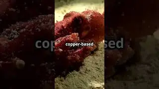 Mind Blowing Facts About Octopuses! #earthfacts #facts #earthmysteries #earthknowledge