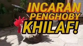AUTO KHILAF! AYAM KATE UKURAN MEDIUM-LARGE YANG BIKIN SALDO ATM GOYAH!!