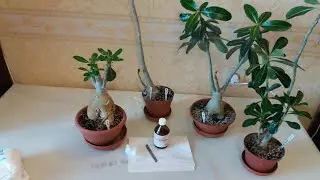 Adenium. Grafting for Dummies