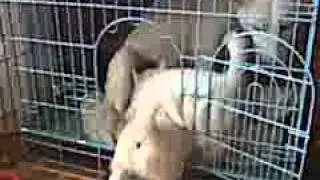 SIBERIAN HUSKY GYPSY SQEEZESINTO HER PUPPIES CREATE