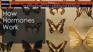 How Hormones Work | The Endocrine System | Unit 7. Animal Structure and Function
