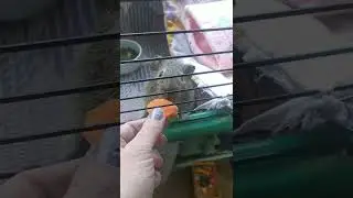 негодована тваринка #guineapig #морская_свинка