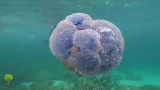 Подводный Мир — Underwater world (relax)