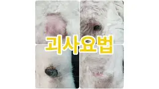 비수술 강아지 유선 종양 치료