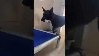 #animals #dog