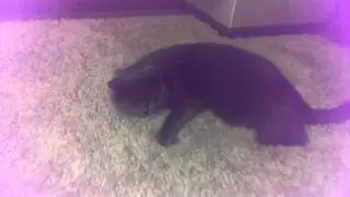 сева и что-то