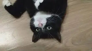 Кусь Анфискин😻😺😸
