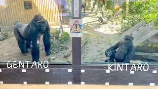 5 yrs-old Gorilla Kintaro Playing with Gentaro Happily | Momotaro Family