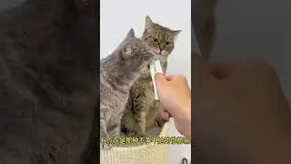 Can't Hold the Laughter Anymore! LOL! #ConfusedCatBehaviors #AdorablePetDebutPlan...