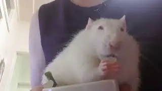 Zen Noms