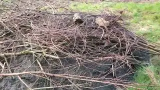 Гнезда для рептилий.