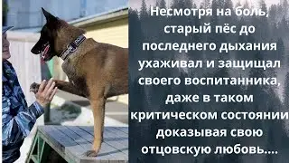 Служебный Пёс~НеВЫдуманные истории, Жизненные Истории, Душевные Истории, Аудио рассказы