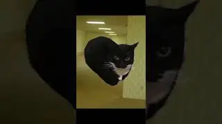 maxwell cat #animation #meme #memes #maxwell #maxwellcat