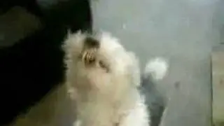 power metal dog yelling