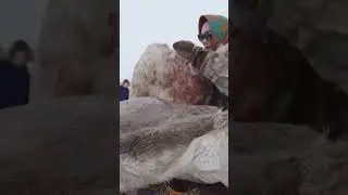 🤔 Ямал -  регион с крайне суровым климатом