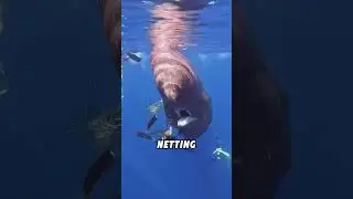 #lovely #animals #cutespets #fyp #foryou #shortvideo #shorts #funny