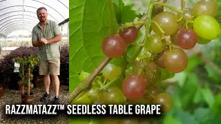 RazzMatazz™ Seedless Table Grape - Everbearing Grape Vine🍇