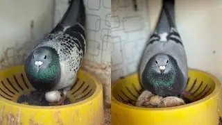 Racing Pigeons in Pakistan 2024