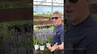 5 Perennial Pairings for a Sizzling Summer (Part 1)