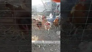 #абдуллахдомла