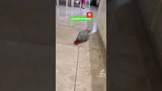 Давай почешу говорит😂😂. Подпишись👉🏻👉🏻 