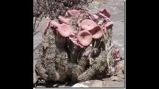 Cacto suculenta Hoodia Gordonii