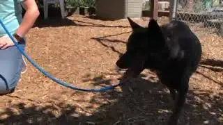 Reya #2 - Tacoma Humane, WA - available for adoption (06/25/2021)