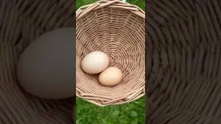 Первы яйца 🥚 ❤️Как же я вовремя сплела корзинку🫶 #дача #огород #куры