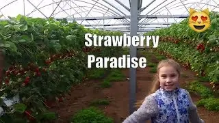 Strawberry Paradise| Клубничный рай. Развлечение для детей.
