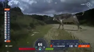 Kalle Rovanperä almost hits cows | Rally Sardinia 2023