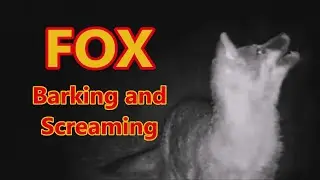 Fox Screaming and Barking at Night - Screaming Foxes