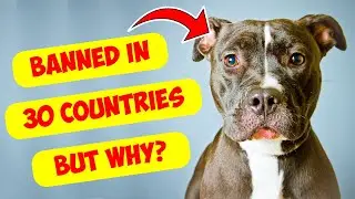 Why are Pitbulls banned in 30 countries