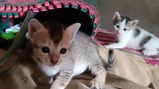 Cute 😍 Cat Fight 😋🤪