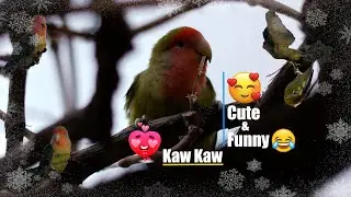 Beautiful Cute Birds Clip 