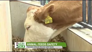Quality feeds boosts animal production - Agri Talk |part 1|