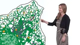 Gia Voeltz (CU, HHMI) 2: Using BioID to Identify Membrane Contact Site Factors
