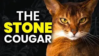 Chausie Cat 101 - Learn ALL About Them!
