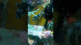 Two kinds of Juvenile Sweetlips