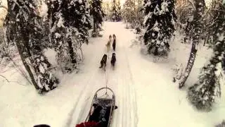 Dog Sledding in Lapland (Finland)