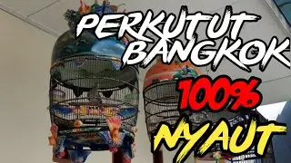 Pancingan perkutut Bangkok di jamin perkutut kesayangan anda langsung bunyi