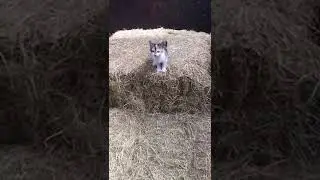 Я бэтмен!