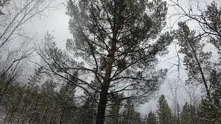 Соболь и Лайка!!! Охота в Эвенкии!!!