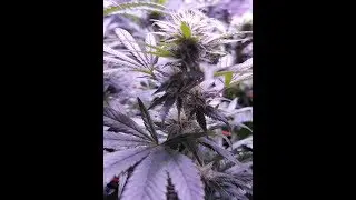 Indoor Marijuana Flowering Day 28